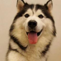 哈士奇游戏爆料视频,神秘元素与刺激冒险即将开启！  第1张